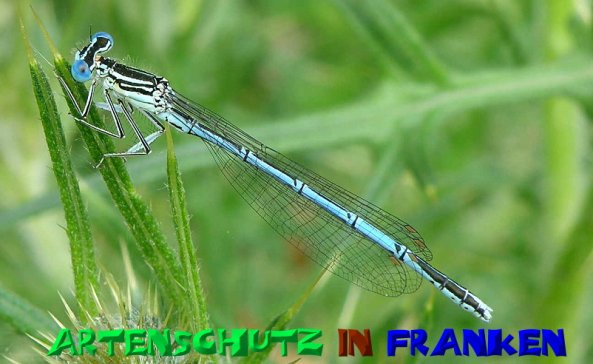 Bild zum Eintrag (1145737-160)