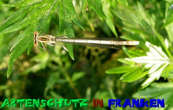 Bild zum Eintrag (1145738-160)