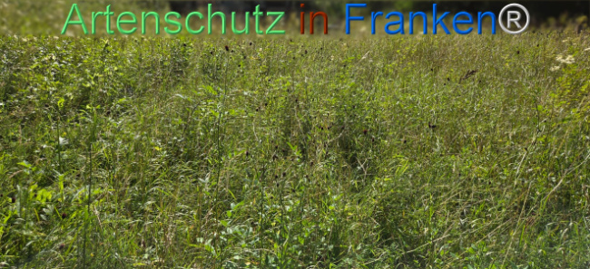 Bild zum Eintrag (1145850-160)