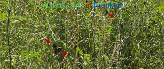 Bild zum Eintrag (1145851-160)