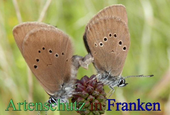 Bild zum Eintrag (1145865-160)
