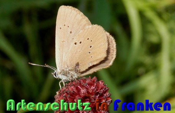 Bild zum Eintrag (1145869-160)