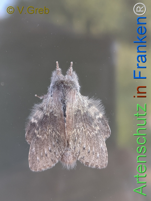 Bild zum Eintrag (1145912-160)
