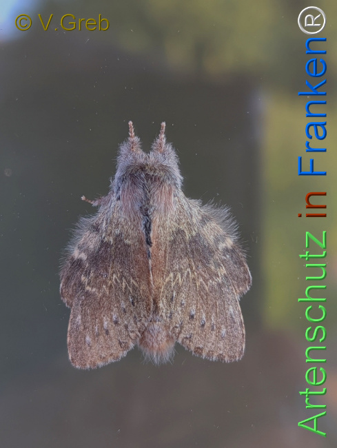 Bild zum Eintrag (1145914-160)