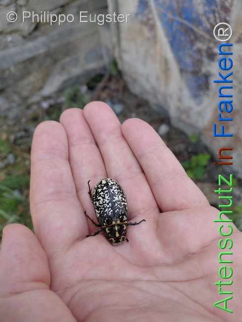 Bild zum Eintrag (1145937-160)
