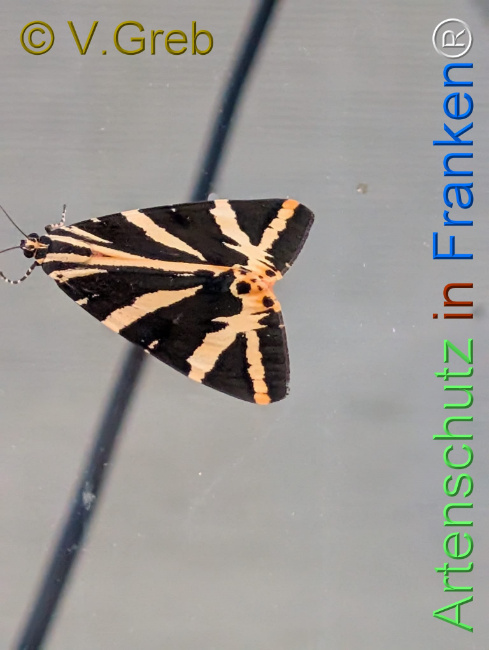 Bild zum Eintrag (1145947-160)