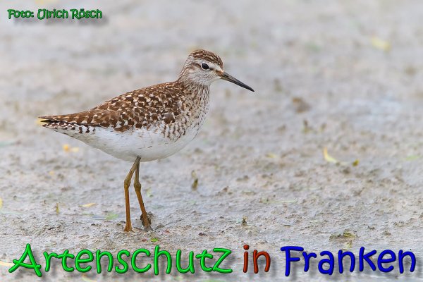 Bild zum Eintrag (1145981-160)