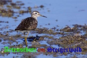 Bild zum Eintrag (1145982-160)