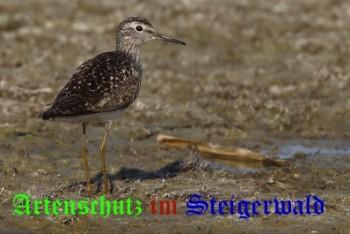 Bild zum Eintrag (1145984-160)