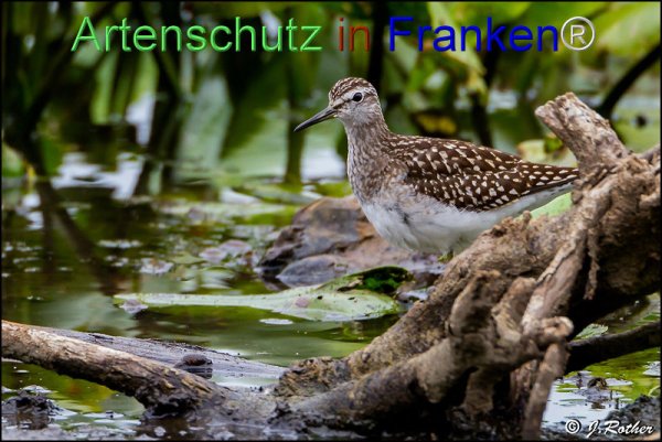 Bild zum Eintrag (1146003-160)