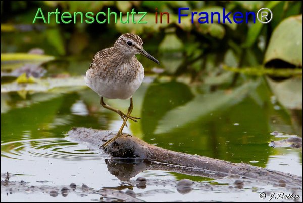 Bild zum Eintrag (1146005-160)