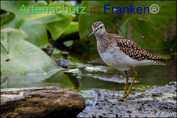 Bild zum Eintrag (1146013-160)