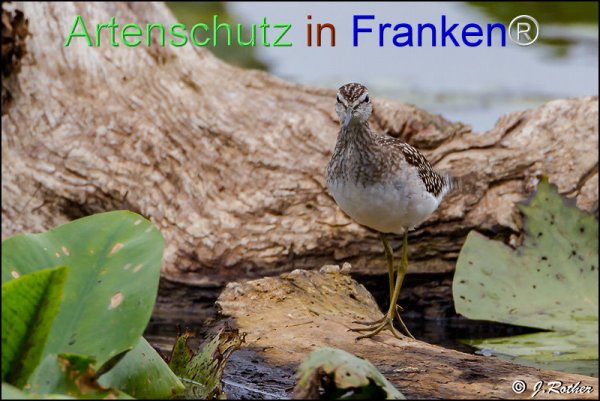 Bild zum Eintrag (1146015-160)