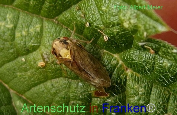 Bild zum Eintrag (1146294-160)