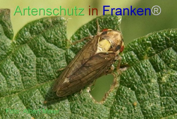 Bild zum Eintrag (1146295-160)
