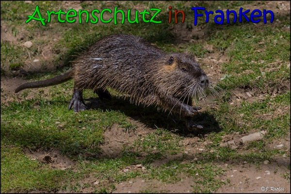 Bild zum Eintrag (1146351-160)