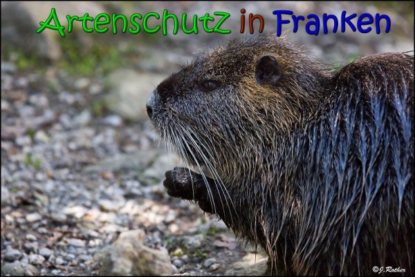Bild zum Eintrag (1146352-160)