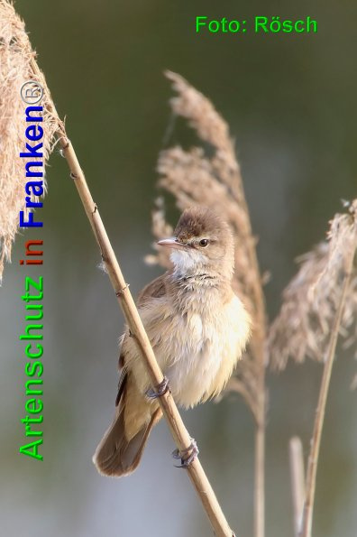 Bild zum Eintrag (1146469-160)