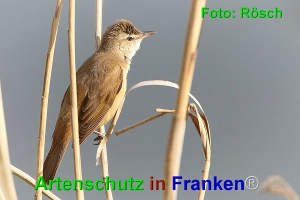 Bild zum Eintrag (1146471-160)