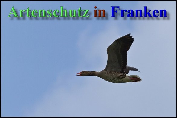 Bild zum Eintrag (1146586-160)
