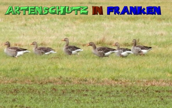 Bild zum Eintrag (1146588-160)