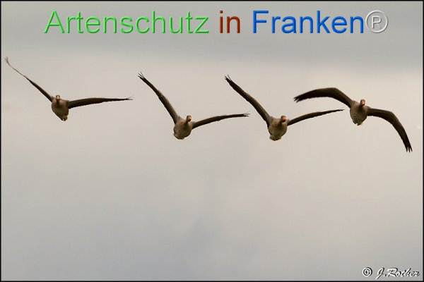 Bild zum Eintrag (1146601-160)