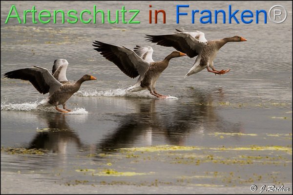 Bild zum Eintrag (1146603-160)
