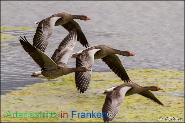 Bild zum Eintrag (1146607-160)