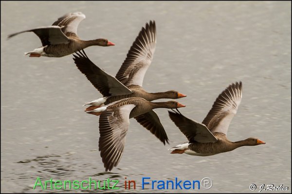 Bild zum Eintrag (1146608-160)
