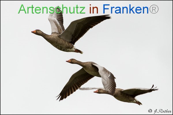 Bild zum Eintrag (1146610-160)