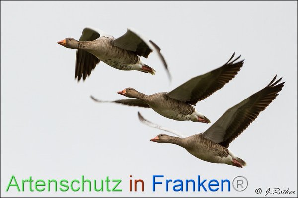 Bild zum Eintrag (1146611-160)