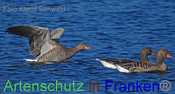 Bild zum Eintrag (1146615-160)