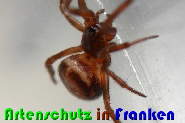 Bild zum Eintrag (1146903-160)