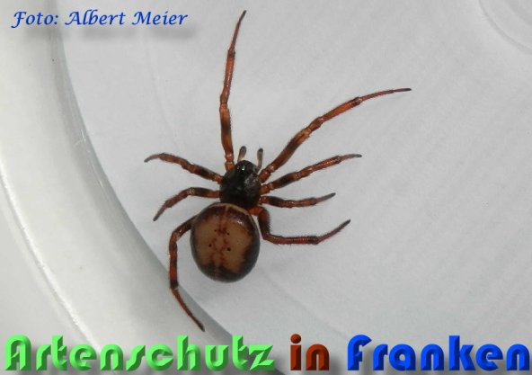 Bild zum Eintrag (1146911-160)