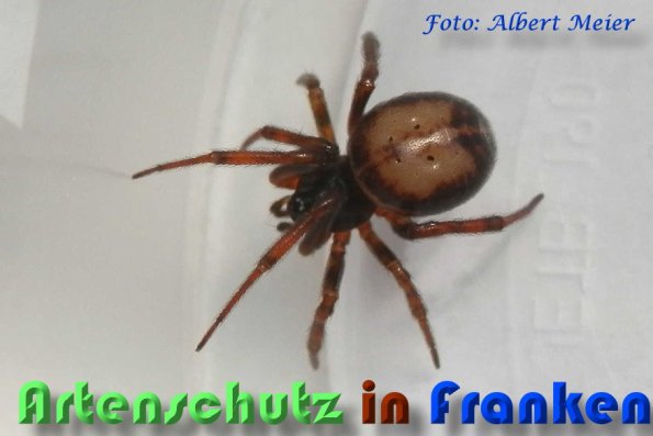 Bild zum Eintrag (1146912-160)