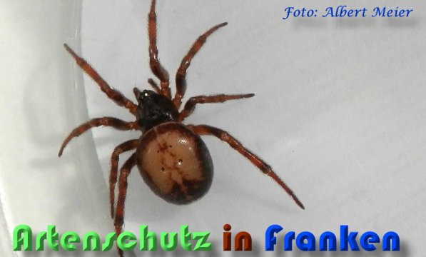 Bild zum Eintrag (1146913-160)