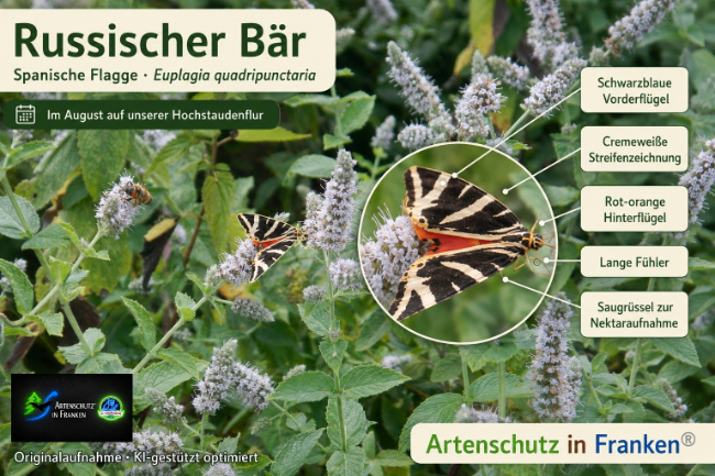 Bild zum Eintrag (1147286-160)