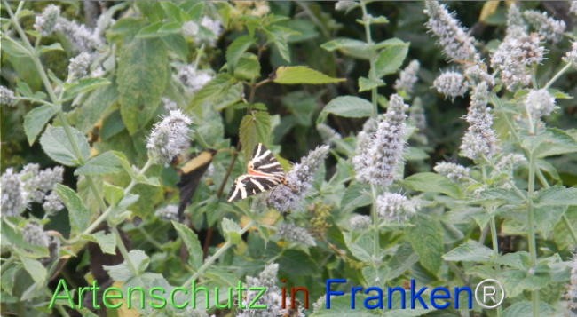 Bild zum Eintrag (1147288-160)