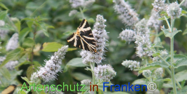 Bild zum Eintrag (1147294-160)