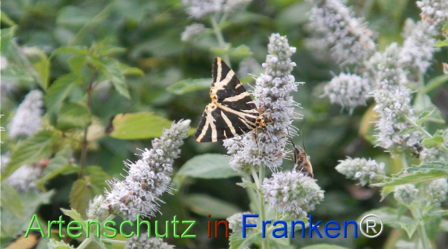 Bild zum Eintrag (1147295-160)