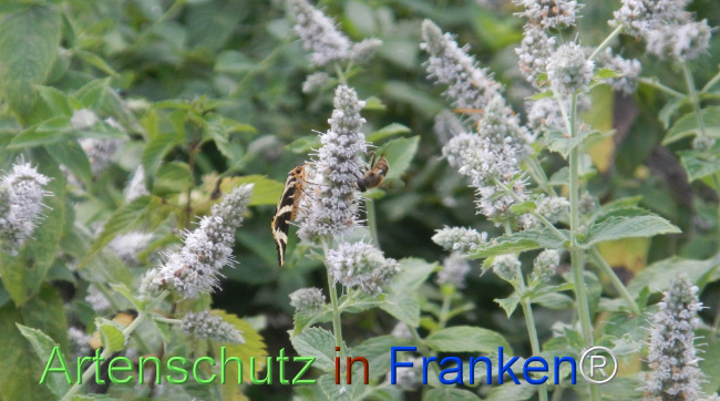 Bild zum Eintrag (1147296-160)