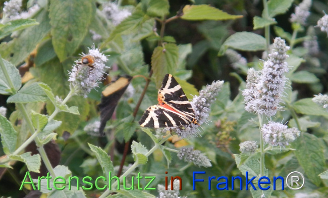 Bild zum Eintrag (1147301-160)