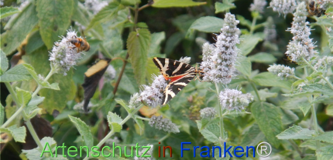 Bild zum Eintrag (1147302-160)