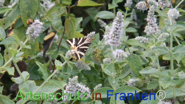 Bild zum Eintrag (1147303-160)