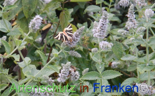 Bild zum Eintrag (1147308-160)