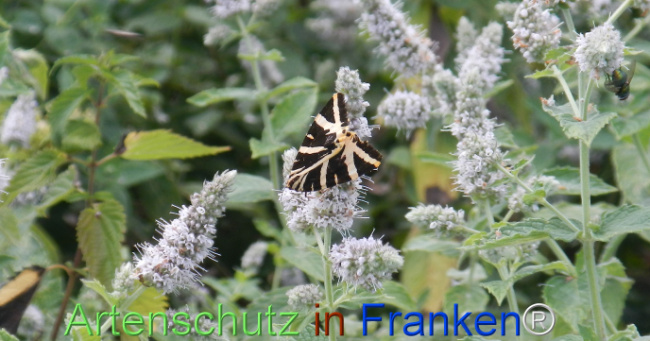 Bild zum Eintrag (1147309-160)