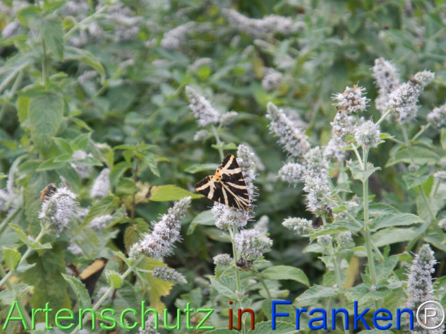 Bild zum Eintrag (1147310-160)