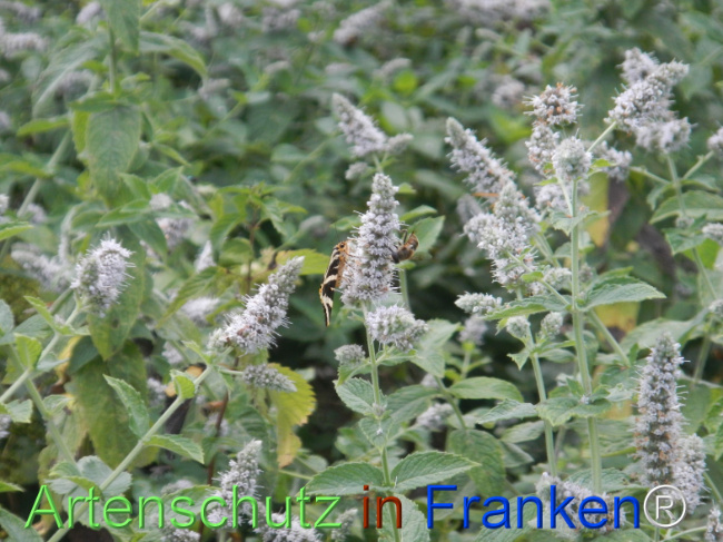 Bild zum Eintrag (1147315-160)