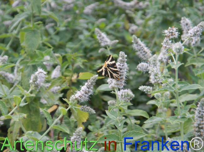 Bild zum Eintrag (1147316-160)
