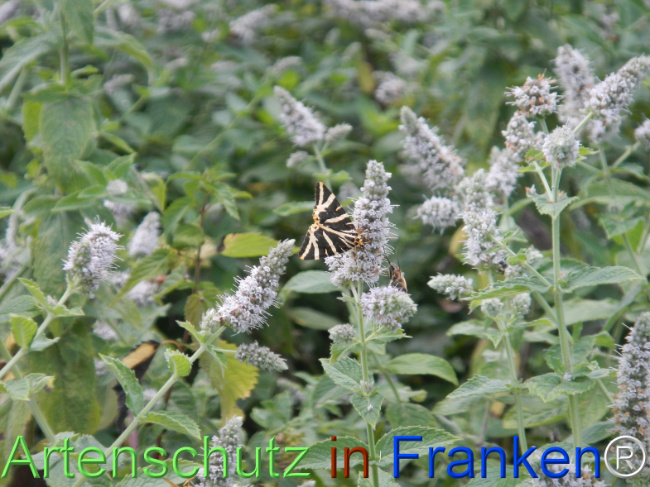 Bild zum Eintrag (1147317-160)